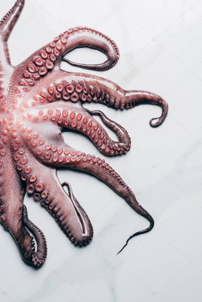 top view of raw octopus on light marble surface