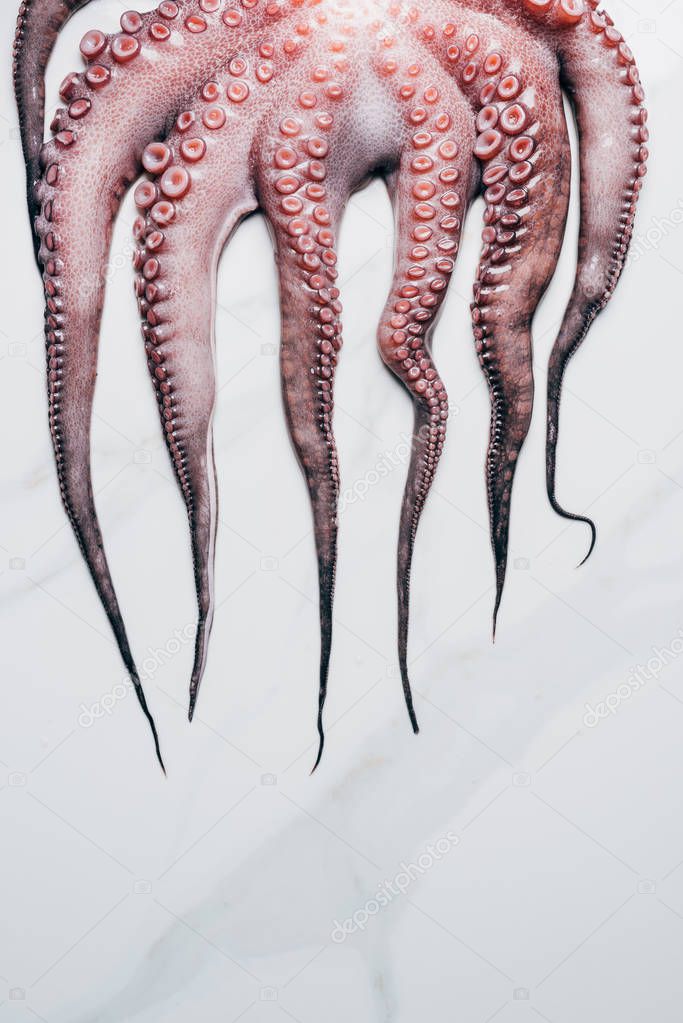 tentacles of big raw octopus on light marble surface