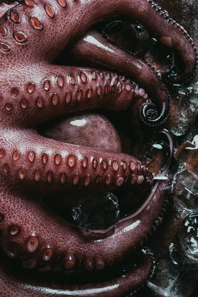 Widok Góry Duże Octopus Raw Kostkami Lodu — Zdjęcie stockowe