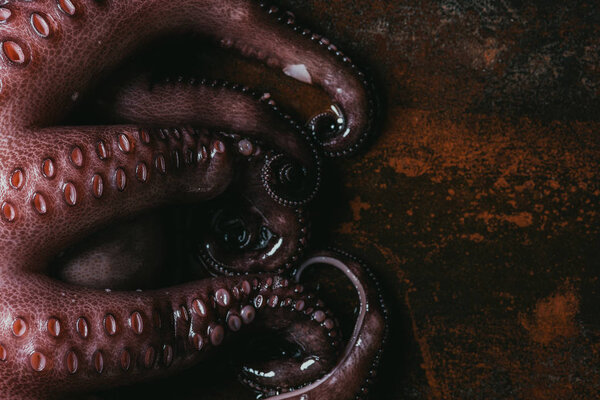 top view of big octopus tentacles on rusty metal surface