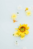 pohled shora žluté slunečnice a chryzantéma květy v mléce