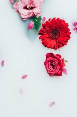 güzel güller ve süt zemin gerbera çiçekleri üstten görünüm