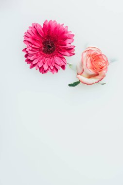 süt zemin güzel gül ve gerbera çiçekleri üstten görünüm