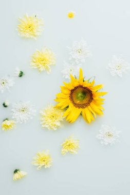 süt sarı ayçiçeği ve Kasımpatı çiçek dolu üstten görünüm