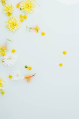 süt zemin sarı ve beyaz papatya çiçek dolu üstten görünüm