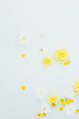 süt zemin sarı ve beyaz papatya çiçek dolu üstten görünüm