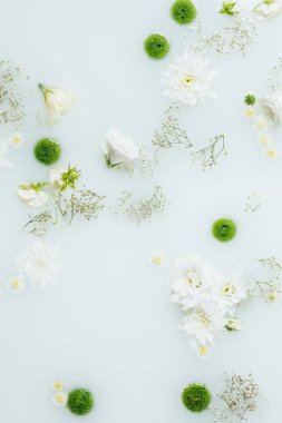 güzel beyaz ve yeşil kasımpatı çiçekleri ve süt gypsophila üstten görünüm