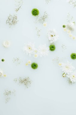 güzel beyaz ve yeşil kasımpatı çiçekleri ve süt gypsophila üstten görünüm