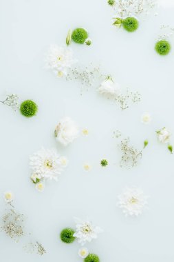 güzel beyaz ve yeşil kasımpatı çiçekleri ve süt gypsophila üstten görünüm