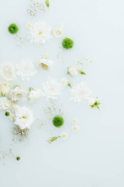güzel beyaz ve yeşil kasımpatı çiçekleri ve süt gypsophila üstten görünüm