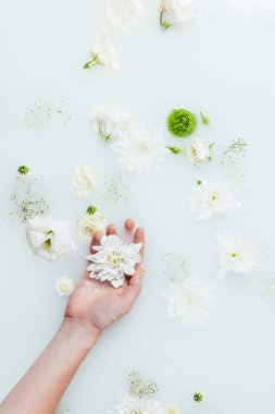 süt ile gypsophila güzel beyaz kasımpatı çiçekleri tutan kadın görüntüsünü kırpılmış 