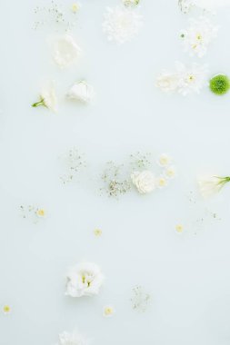 güzel beyaz ve yeşil kasımpatı çiçekleri ve süt gypsophila üstten görünüm