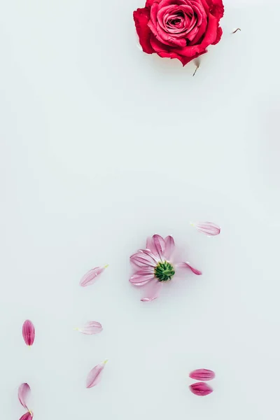 赤いバラとミルクの背景に花びらの平面図  — 無料ストックフォト