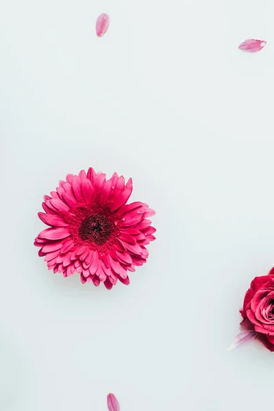 Ovanifrån Rosa Gerbera Blomma Och Ros Mjölk — Stockfoto