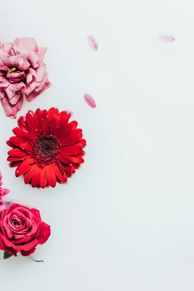 Top View Beautiful Roses Gerbera Flowers Milk Backdrop — Stock Photo, Image