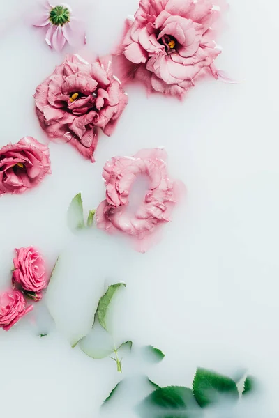 牛乳で新緑と整理された美しいピンクのバラのトップ ビュー — ストック写真