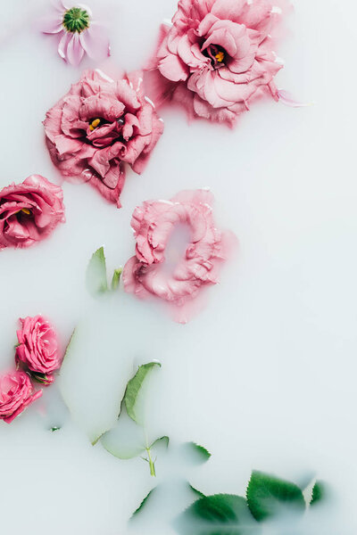 top view of arranged beautiful pink roses with green leaves in milk