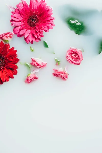 Widok Góry Piękny Róż Kwiaty Gerbera Zielonych Liści Tle Mleka — Darmowe zdjęcie stockowe