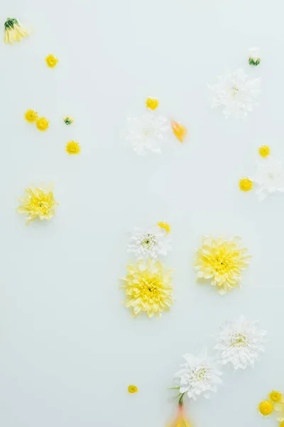 ミルクを背景に黄色と白の菊の花の上から見る  — 無料ストックフォト