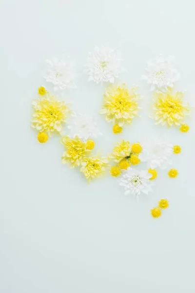 Вид Зверху Жовті Білі Квіти Хризантем Молочному Тлі — стокове фото