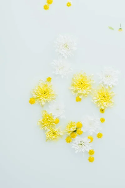 Top View Yellow White Chrysanthemum Flowers Milk Backdrop — Stock Photo, Image