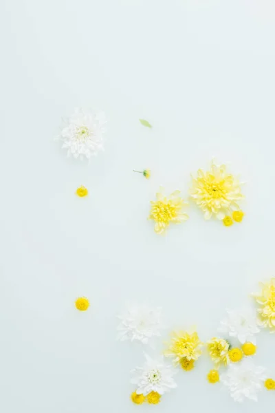 Top View Yellow White Chrysanthemum Flowers Milk Backdrop — Stock Photo, Image