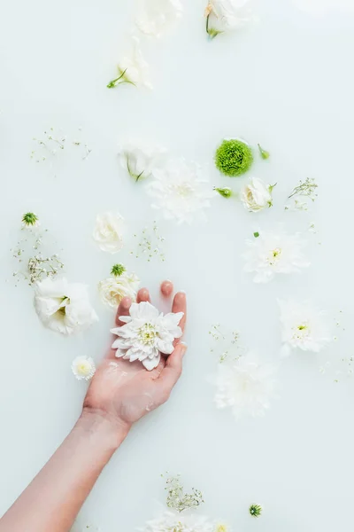 Обрізаний Знімок Жінки Тримає Красиві Білі Квіти Хризантем Молоці Гіпсофілою — стокове фото