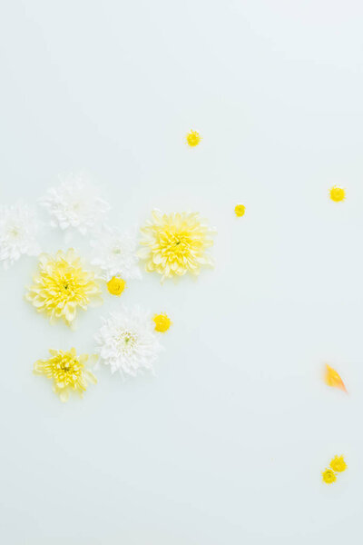 Top view of yellow and white chrysanthemum flowers in milk backdrop — Stock Image Top View Yellow White Chrysanthemum Flowers Milk Backdrop Stock Photo