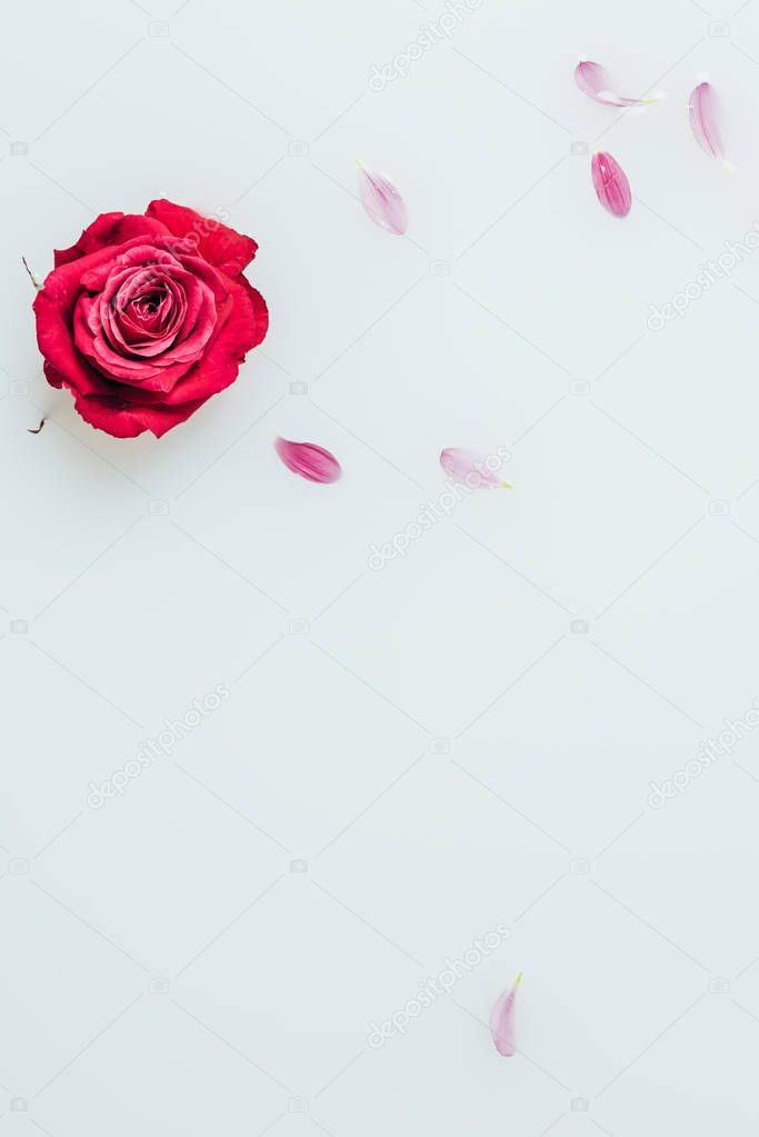 top view of red rose and petals in milk background