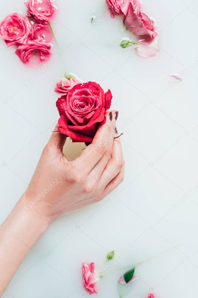 partial view of woman holding beautiful rose in hand in milk with various flowers