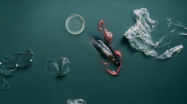 Balık, plastik şişe ve akan su, ekoloji koruma kavramı paketleri üstten görünüm