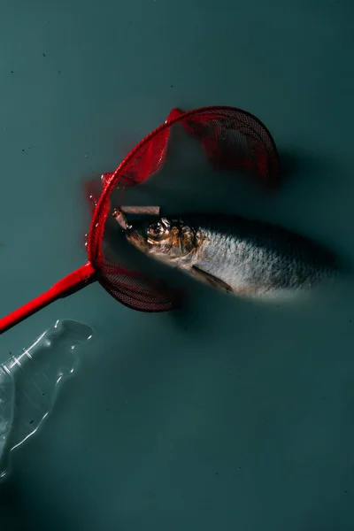 Akan Çevre Koruma Tarafından Kırmızı Kelebek Net Plastik Şişe Içinde — Stok fotoğraf