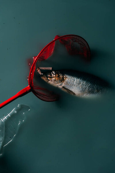 top view of fish with cigarettes in red butterfly net and plastic bottle near by flowing in water, environmental protection