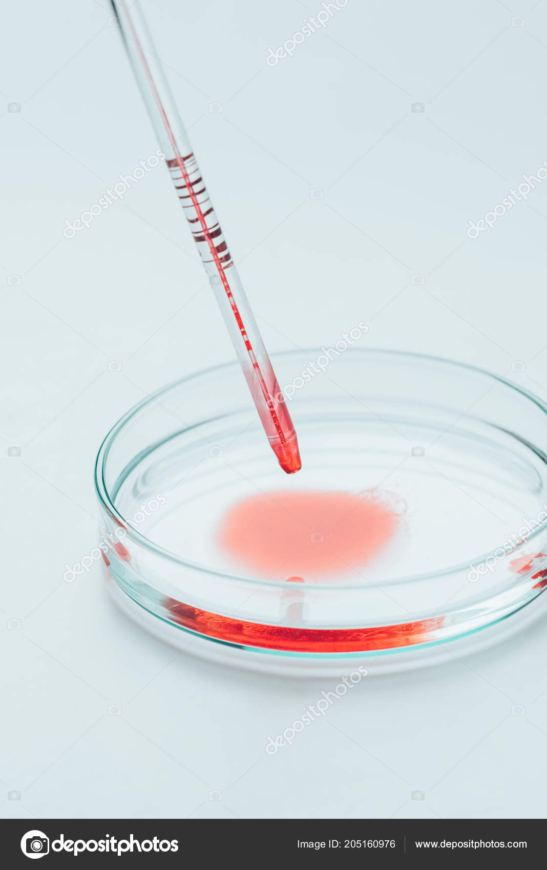 Close Shot Blood Pouring Pipette Petri Plate Examination Stock Photo by