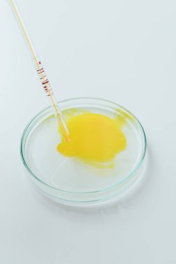 sarı sıvı pipet petri kabına dökme yakın çekim çekim