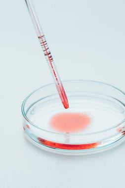 petri tabağı muayene için içine pipet dökülen kan yakın çekim shot