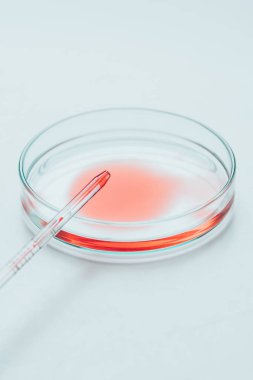 petri tabağı virüs testi için içine pipet dökülen kan yakın çekim shot