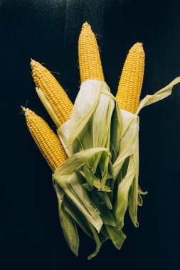 dört olgun Mısır koçanı üstten görünüm gri karanlık tablo