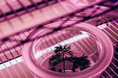 Yeşil cam kap içinde ultra mor ışık ile tarımsal laboratuvar dalında görünümünü kapat 