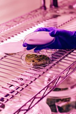 Tarımsal laboratuvar ultra mor ışık ile kısmi biyolog petri dish ile kapanış görünümünü bırakır