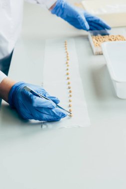 Tarımsal laboratuvar masasında cımbız tarafından satırda bilim adamı koyarak tohumların resim kırpılmış 