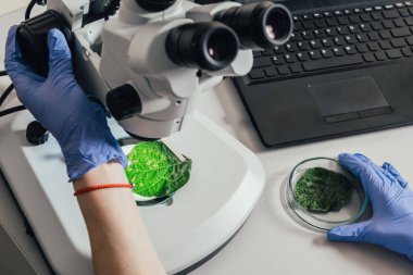 cropped image of biologist examining green leaf under microscope at table with laptop in agro laboratory   clipart