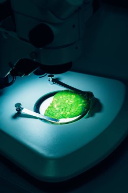 modern tarımsal laboratuvar mikroskop altında yeşil yaprak görünümünü kapat 