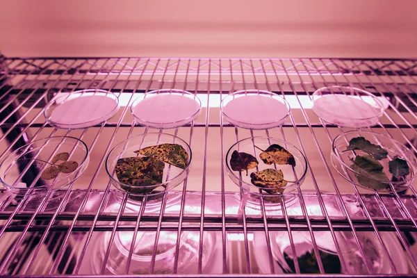 Zamknij Widok Różnych Liści Petriego Laboratorium Agro Ultra Fioletowe Światło — Zdjęcie stockowe