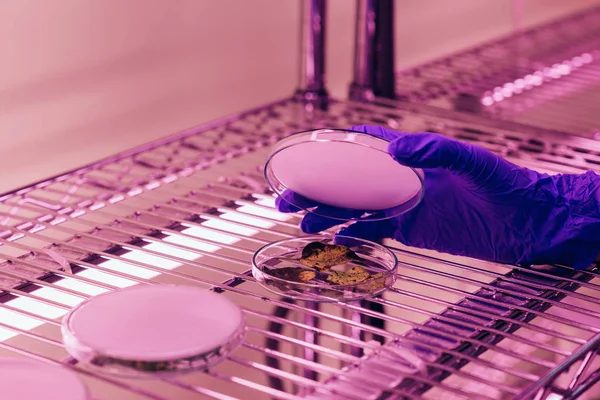 Обрізане Зображення Вченого Закриває Посуд Петрі Листям Агролабораторії Ультрафіолетовим Світлом — Безкоштовне стокове фото