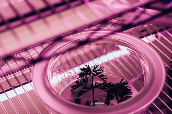 close up view of green branch in glass container in agro laboratory with ultra violet light 