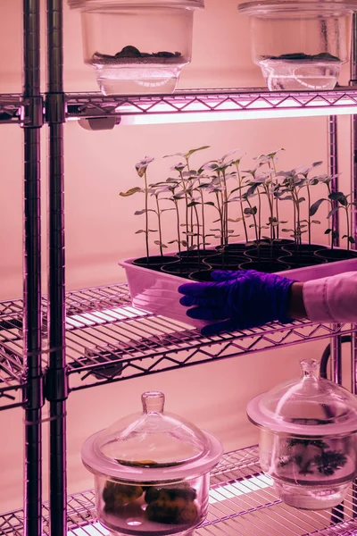 Imagem Cortada Cientista Colocando Plantas Vasos Sob Luz Ultravioleta Laboratório — Fotografia de Stock