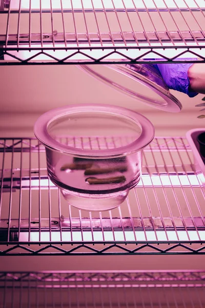 Przycięte Zdjęcie Biolog Zamknięcia Szklanym Pojemniku Laboratorium Agro Ultra Fioletowe — Darmowe zdjęcie stockowe