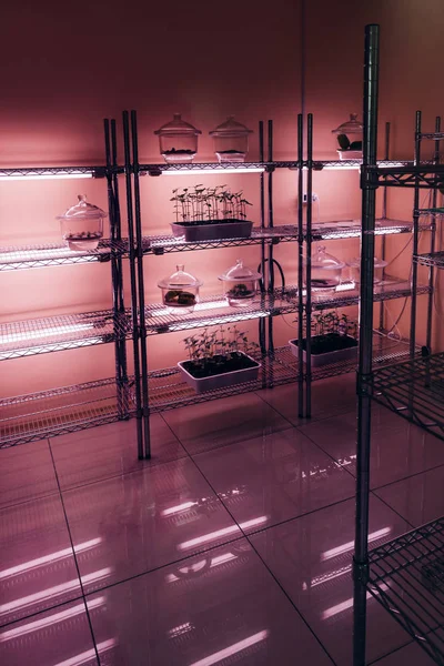 Enfoque Selectivo Plantas Macetas Estantes Moderno Agrolaboratorio Con Luz Ultravioleta — Foto de stock gratis