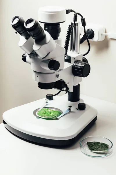 Селективное Фокусирование Зеленого Листа Микроскопом Современной Биотехнологической Лаборатории — стоковое фото